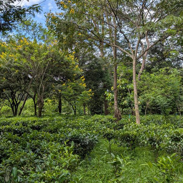 From Chiang Mai to California: a bridge in a glass